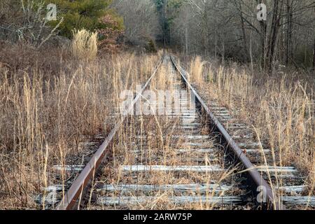 Verlassene Bahngleise, die in Wald führen. Penrose (in der Nähe von Brevard), North Carolina, USA Stockfoto