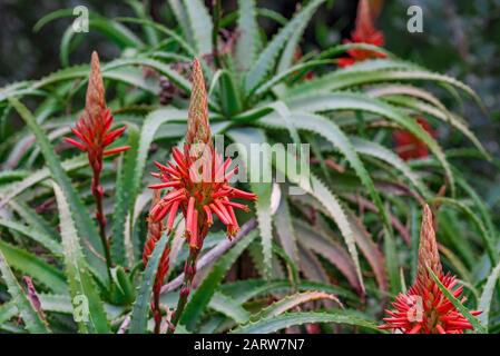 Aloe - blühende saftige Pflanze. Aloe im Aufblühen. Aloe Blume. Blühende Knospen von Aloe Vera. Stockfoto