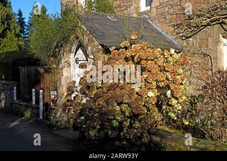 Hydrangea-Strauch mit braunen Kronblättern vor dem Eingang des Hauses vor der Haustür im Winter Januar St Briavels Gloucestershire England UK KATHY DEWITT Stockfoto