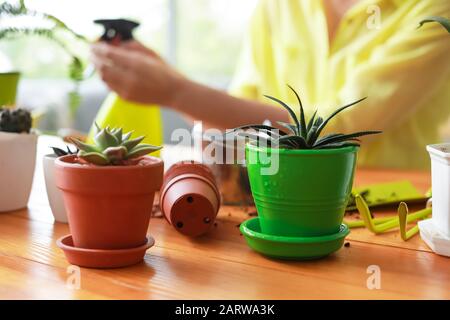 Hausanlagen in Töpfen zu Hause Stockfoto