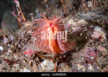 Flabellina aeolis, Flabellina sp., Peirce Island, New Hampshire, USA, Atlantik. Zufuhr auf einem Hydroid. Es handelt sich um eine unbeschriebene Art. Aka Red-gil Stockfoto