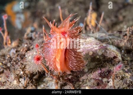 Flabellina aeolis, Flabellina sp., Peirce Island, New Hampshire, USA, Atlantik. Zufuhr auf einem Hydroid. Es handelt sich um eine unbeschriebene Art. Aka Red-gil Stockfoto