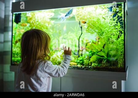 2 Jahre altes Kind im Innenbereich, das im großen Fischtank, Aquarium schwimmt. Stockfoto