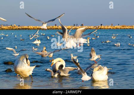 Eine Schar von Vogelschwänen, Silbermöwen - junge und Erwachsene Tiere treiben an einem schönen Wintertag vor der Küste am Varna Strand ein Getue und Hektik auf Stockfoto