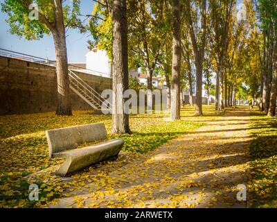 Park mit vielen grünen Bäumen und Herbstblättern Am Tag auf den Boden gefallen Stockfoto