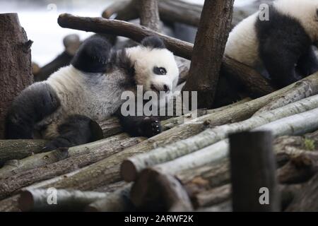 Berlin, Deutschland. Januar 2020. Berlin: Das Foto zeigt die Panda-Zwillinge hinter einer Glasscheibe auf ihrem ersten Ausflug im Außenbereich im Panda-Garten im Zoologischen Garten in Berlin. (Foto von Simone Kuhlmey/Pacific Press) Credit: Pacific Press Agency/Alamy Live News Stockfoto