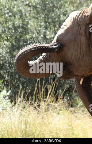 Vertikale selektive Fokusaufnahme eines niedlichen Elefanten in einem Wald in Südafrika Stockfoto