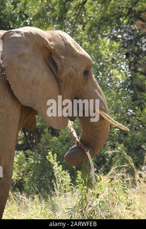 Vertikale selektive Fokusaufnahme eines niedlichen Elefanten in einem Wald in Südafrika Stockfoto