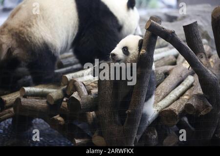 Berlin: Das Foto zeigt die Panda-Zwillinge hinter einer Glasscheibe auf ihrem ersten Ausflug im Außenbereich im Panda-Garten im Zoologischen Garten in Berlin. (Foto von Simone Kuhlmey/Pacific Press) Stockfoto