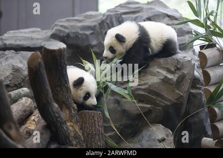 Berlin: Das Foto zeigt die Panda-Zwillinge hinter einer Glasscheibe auf ihrem ersten Ausflug im Außenbereich im Panda-Garten im Zoologischen Garten in Berlin. (Foto von Simone Kuhlmey/Pacific Press) Stockfoto