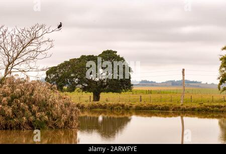 Ländliche Landschaft in einem kleinen Haus im Süden Brasiliens. Ein See und landete auf dem Wasser auf einem Ast ein Vogel Phimosus infuscatus. Hintergrund ein Bild Stockfoto