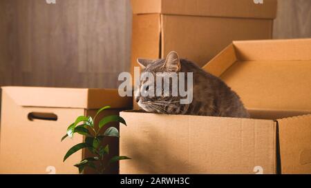 Umzugskonzept. Graue Katze in einem Handwerkskasten mit Sachen, um in eine andere Wohnung zu ziehen. Stockfoto