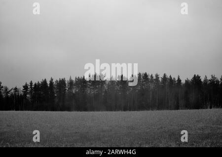 Schwarz-Weiß-Aufnahme eines Waldes neben einem Feld bei düsterem Wetter Stockfoto