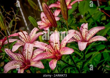 Selektive Aufnahme von schönen Sterngucker-Lilien mit grünen Blättern Im Hintergrund Stockfoto