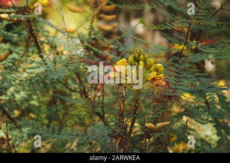 Nahaufnahme von Blättern auf Ästen und Blumen, die Haben noch zu blühen Stockfoto