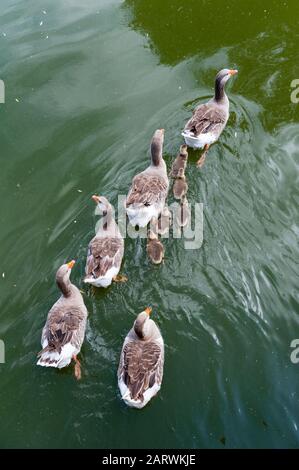 Am Fluss schwebt eine Gänseschar, ein Draufsicht. Graylat-Gans mit seinen Küken. Stockfoto