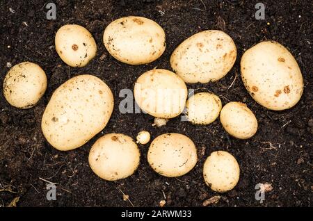 Eine Wurzel aus Gemson zweiten Frühkartoffeln, die in Großbritannien frisch für den Verzehr gegraben wurden Stockfoto