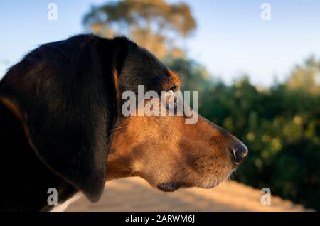 Nahaufnahme Seitenansicht Aufnahme des Kopfes eines Hundes, der sich ansieht Die Entfernung Stockfoto