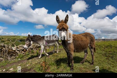 Esel in der Landschaft connemara an der Westküste Irlands Stockfoto