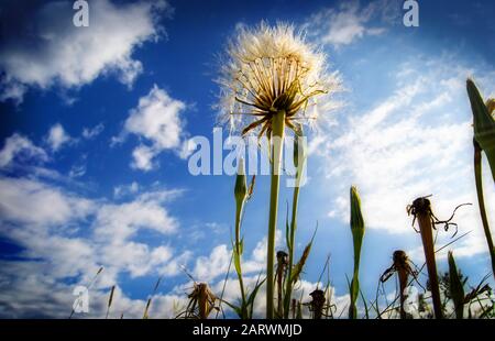 Löwenzahn Schuß an niedrigen Winkel mit schönen Himmel hinter sich. Stockfoto