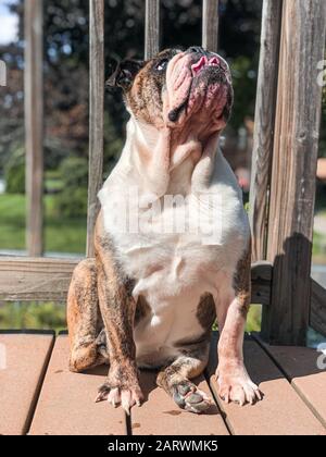 Vertikale Aufnahme eines Olde English Bulldogge Stockfoto
