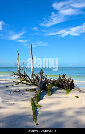 Schöne verwitterten Treibholz am Strand von Bier kann Insel Longboat Key, Florida Stockfoto