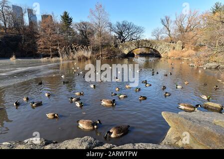 Friedliche Szene wilder Mallard-Enten und Barnakel-Gänse paddeln im Winter (januar) in einem Teich im Central Park, New York City, USA. Stockfoto