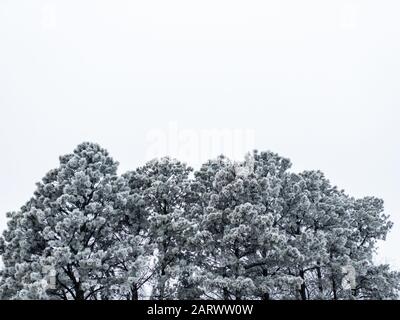 Winterlich schneebedeckte Kiefernwälder, die mit horrem Frost bedeckt sind und an einem frostigen Tag aus tiefem Winkel vor dem weißen Hintergrund eines bewölkten Himmels betrachtet werden. Natur-quer Stockfoto