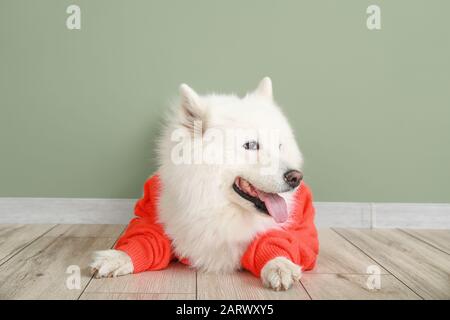 Süßer, samoyed Hund im Pullover, der auf dem Boden gegen die Farbwand liegt Stockfoto