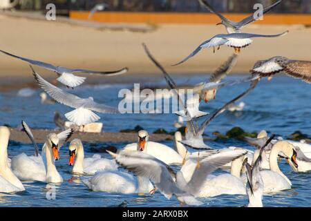 Eine Schar von Vogelschwänen, Silbermöwen - junge und Erwachsene Tiere treiben an einem schönen Wintertag vor der Küste am Varna Strand ein Getue und Hektik auf Stockfoto