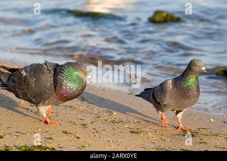 Eine männliche Taube, die eine weibliche, männliche Taube nach dem Weibchen umwirbt, zieht ein Weibchen an, indem sie sich beugt und während der Brutzeit am Strand kocht Stockfoto