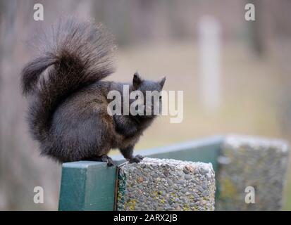 Schwarzes Eichhörnchen, das auf der Bank steht und die Kamera betrachtet Stockfoto