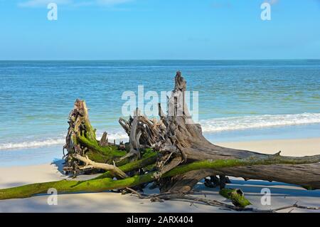 Schöne verwitterten Treibholz am Strand von Bier kann Insel Longboat Key, Florida Stockfoto