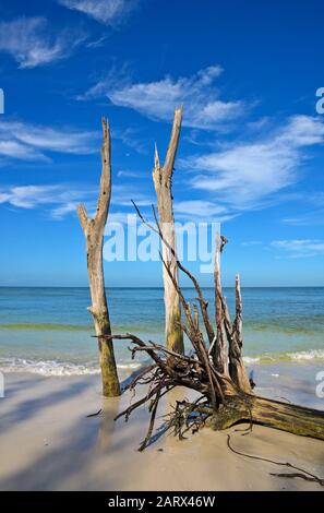 Schöne verwitterten Treibholz am Strand von Bier kann Insel Longboat Key, Florida Stockfoto