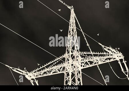 Zoom Zugvögel sitzend top Utility Pylon negativ nach jziprian Stockfoto