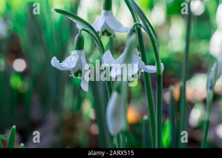 Schneefälle. Frühlingsblume mit Schneefällen. Frühe Frühlings-Nahaufnahme .( Galanthus nivalis ) Blumen Stockfoto