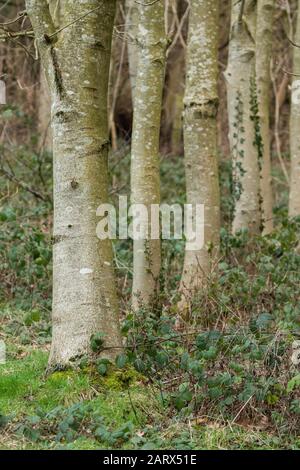 Bäume, die eng aneinander in einer Linie gepflanzt wurden. Stockfoto