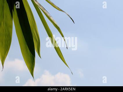 Abstrakt minimalistisch hinterlässt Hintergrund, konzeptioneller Hintergrund Stockfoto