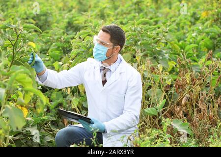 Baulicher Agraringenieur, der im Außendienst arbeitet Stockfoto