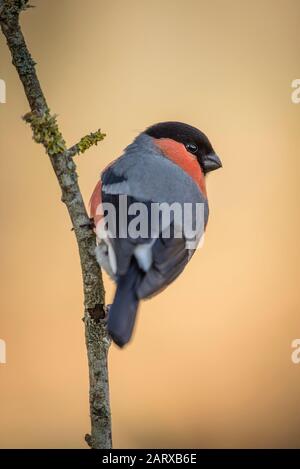 Eurasischer Bullfinch thront auf einem Zweig mit unfokussierten Hintergründen Stockfoto