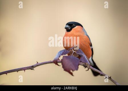 Eurasischer Bullfinch thront auf einem Zweig mit unfokussierten Hintergründen Stockfoto