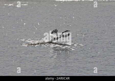 Afrikanischer Darter Bird Im Flug (Anhinga rufa) Stockfoto