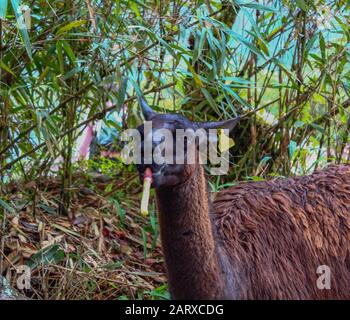 Alpaka oder lama kauen auf etwas Bambus, während sie in Peru um Machu Picchu laufen. An einem bewölkten Tag. Stockfoto