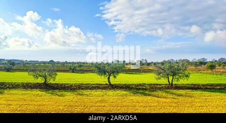 Drei Olivenbäume und ein Panorama auf die Landschaft in der Toskana. Cecina, Livorno, Italien Europa. Stockfoto