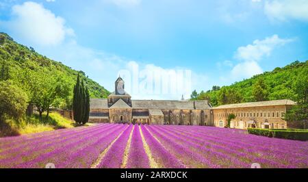 Stift Senanque und Feld der Lavendelblüten in Blüte. Gordes, Luberon, Vaucluse, Provence, Frankreich, Europa. Stockfoto