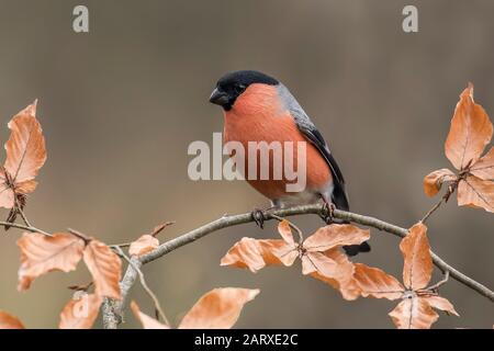 Eurasischer Bullfinch thront auf einem Zweig mit unfokussierten Hintergründen Stockfoto