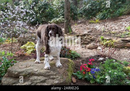 Springer Spaniel im Garten Stockfoto