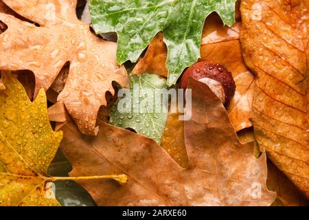 Kastanie auf nassen Herbstblättern Stockfoto