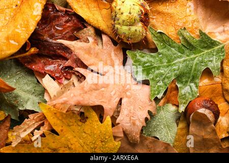 Kastanien auf nassen Herbstblättern Stockfoto