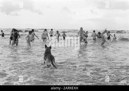 Traditionelles Neujahrstauchen in Zandvoort Datum: 1. Januar 1980 Ort: Noord-Holland, Zandvoort Schlüsselwörter: Schwimmen Stockfoto